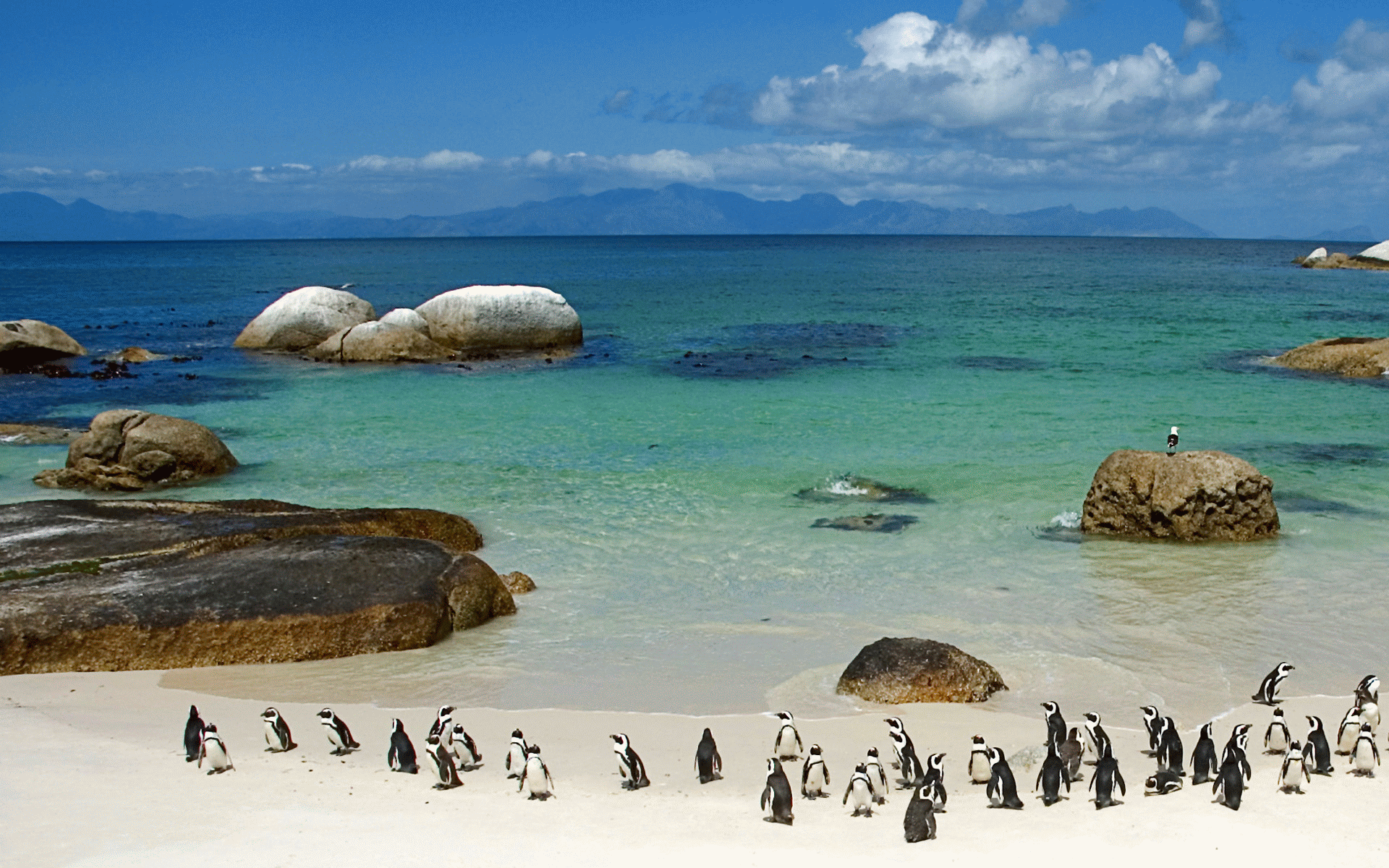 Penguins on beach in Cape Town